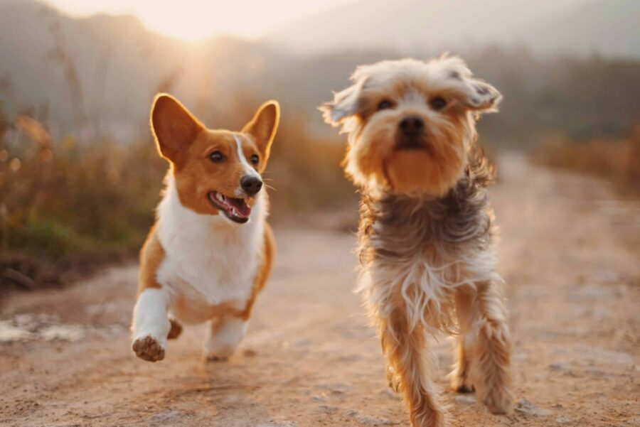 Mastering Pet Photography: 29 Tips for Perfectly Capturing Your Clients’ Pets